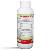 Sherpa